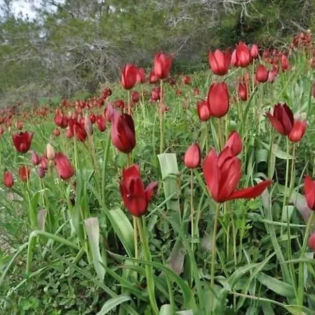 Hotell Hanna Koumi Boutique 5*