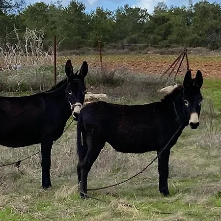 Hanna Koumi Boutique Hotel Kormakiti