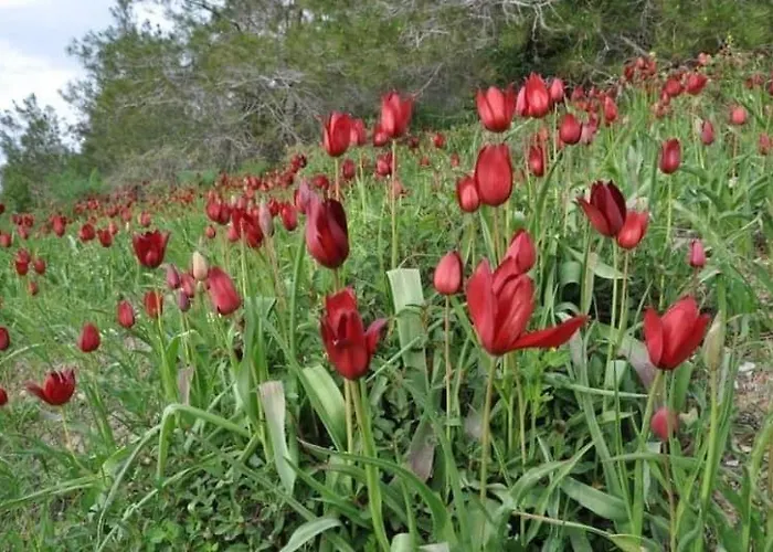 Hotel Hanna Koumi Boutique 5*